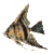 Acua0001.gif