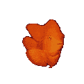 Acua0019.gif