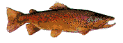 Acua0053.gif