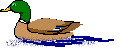 Acua0072.gif