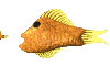 Acua0092.gif