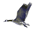Ave0039.gif