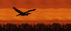 Ave0067.gif