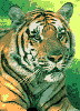 Feli0009.gif