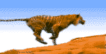 Feli0013.gif