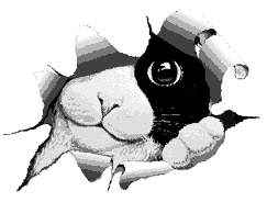 Gato0003.gif