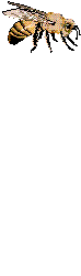 Inse0005.gif