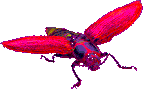 Inse0010.gif