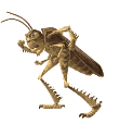 Disa0006.gif