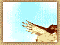 Poka0088.gif