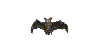 Aniv0014.gif
