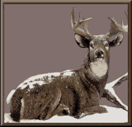 Aniv0064.gif