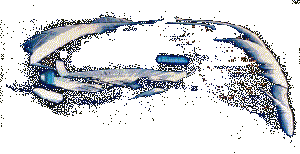 Stam0044.gif