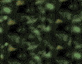 Plan0038.gif