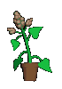Plan0066.gif