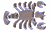 Sigm0104.gif