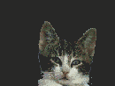 Anin0002.gif