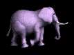 Anin0019.gif