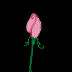 Varn0063.gif